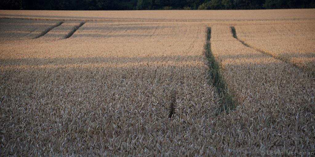 ENE-20110714-0472.jpg - Bannay, La Marne